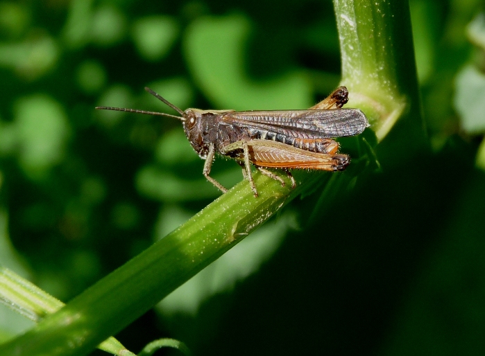 Cavalletta: Omocestus rufipes